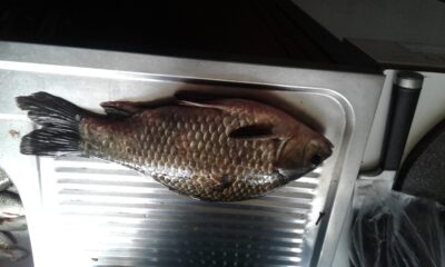 Auksinis karosas, 0,7 kg — Danė
