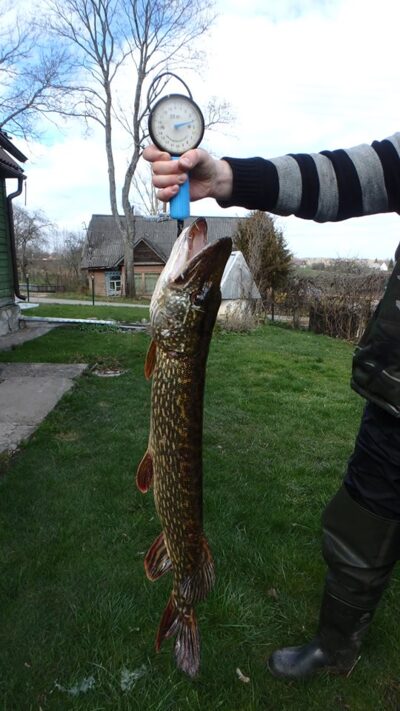 Lydeka, 4,0 kg — Dūkštas