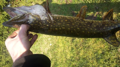 Lydeka, 2,0 kg — Alaušas
