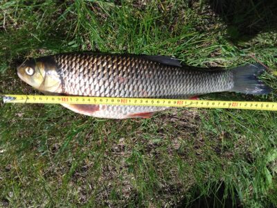 šapalas, 2,1 kg — Minija