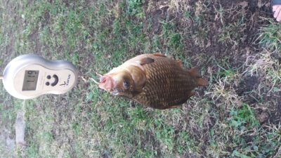 Sidabrinis karosas, 1,2 kg