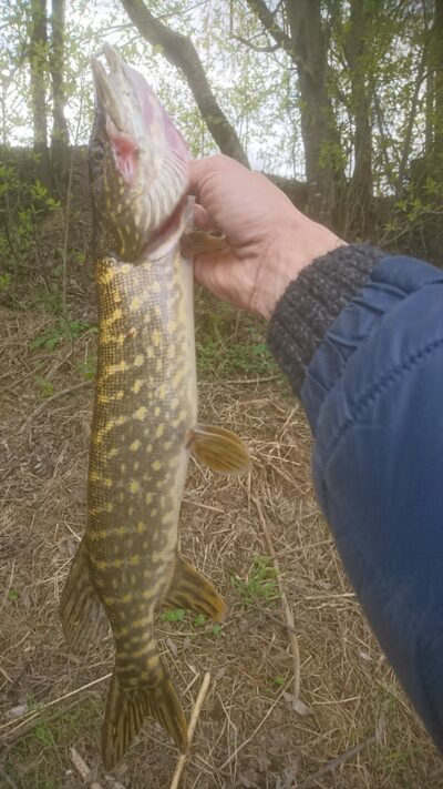 Lydeka, 1,5 kg — Nevėžis