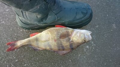 Ešerys, 0,9 kg — Sartai
