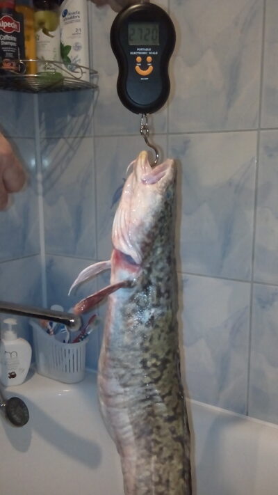 Vėgėlė, 2,7 kg — Kuršių