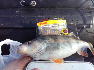 Ešerys, 0,6 kg