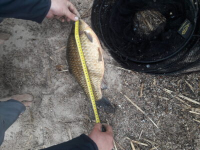 Auksinis karosas, 1,7 kg