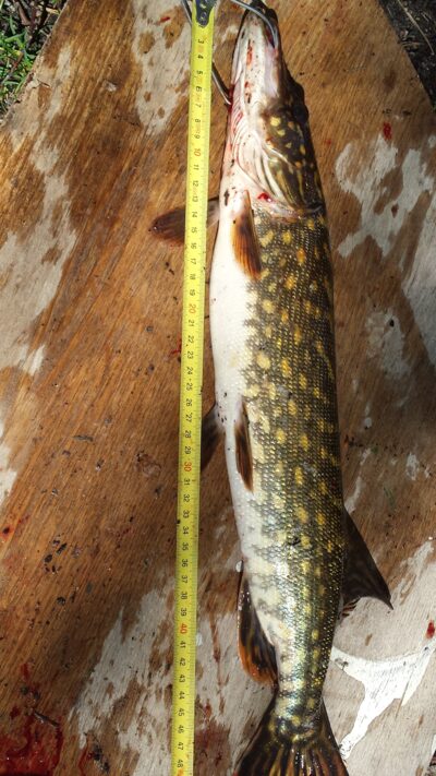 Lydeka, 0,8 kg — Kiaunas