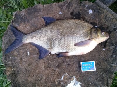 Karšis, 1,3 kg