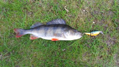 Ešerys, 0,5 kg