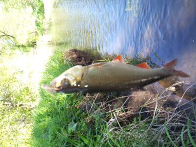 Paprastoji raudė, 0,4 kg