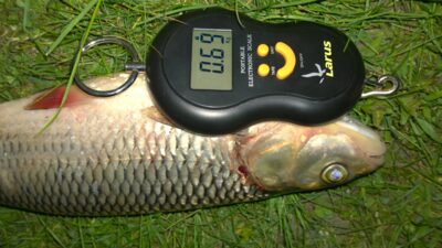 šapalas, 0,7 kg