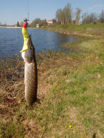 Lydeka, 0,4 kg — Širvintų