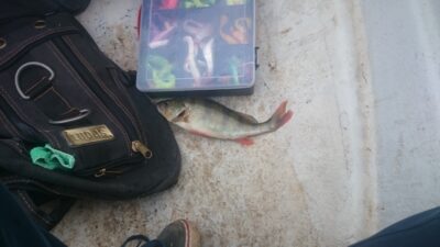 Ešerys, 0,2 kg — Kurklys