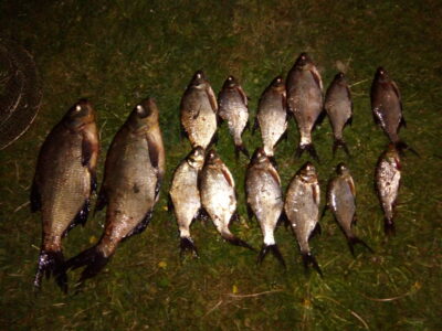 Karšis, 1,1 kg — Paršežeris