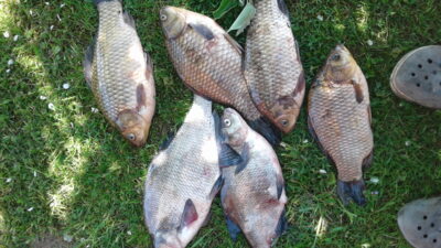 Sidabrinis karosas ×4