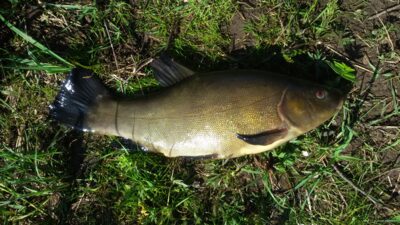 Lynas, 1,0 kg — Ekrano gamyklos