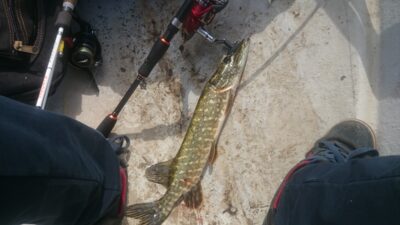 Lydeka, 0,8 kg — Kurklys