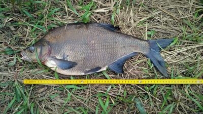 Karšis, 2,8 kg — Nemunas