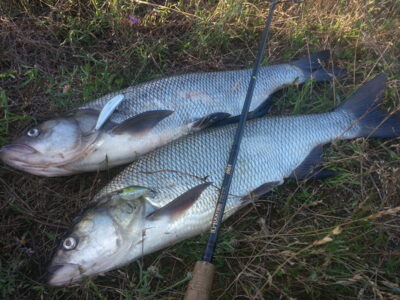 Salatis