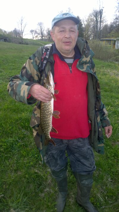 Lydeka, 1,5 kg — Gelvė