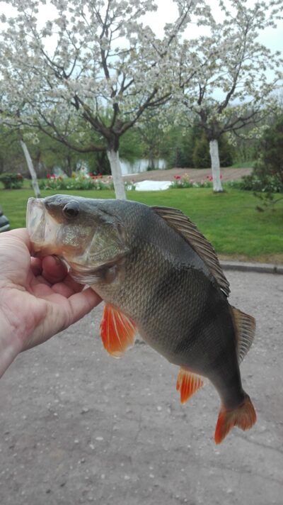 Ešerys, 0,7 kg