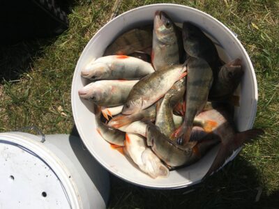 Ešerys, 0,7 kg