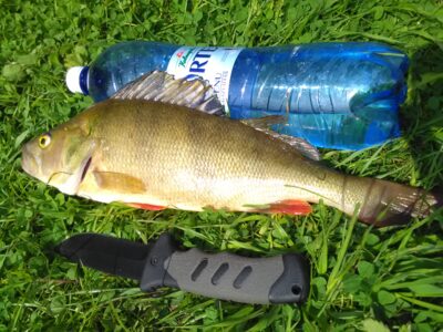 Ešerys, 0,8 kg