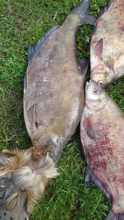Karšis, 3,1 kg — Šešupė