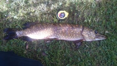 Lydeka, 1,4 kg — Rubikių