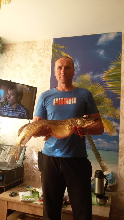 Lydeka, 3,1 kg