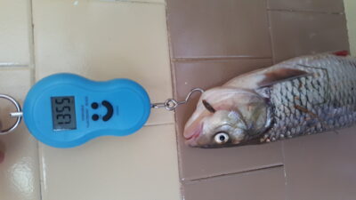 šapalas, 1,3 kg