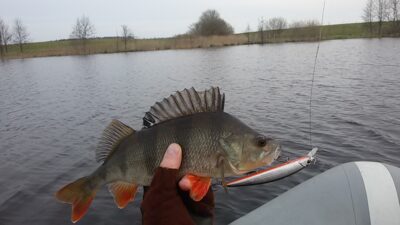 Ešerys, 0,8 kg — Baublys