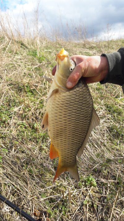 Paprastasis karpis, 1,6 kg