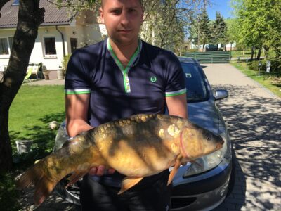 Paprastasis karpis, 4,6 kg — Karvys