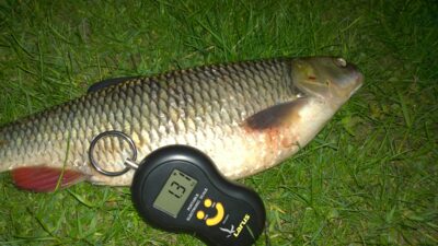 šapalas, 1,3 kg