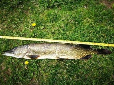 Lydeka, 2,8 kg