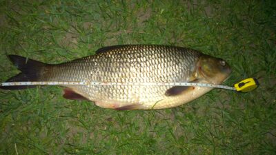 Mekne, 1,3 kg — Šventoji