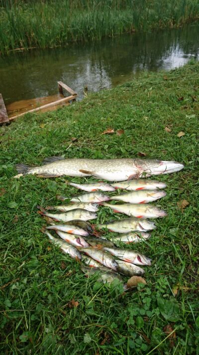 Lydeka, 2,7 kg — Juodieji Lakajai