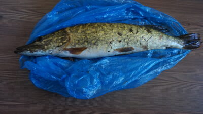 Lydeka, 1,5 kg — Bubių