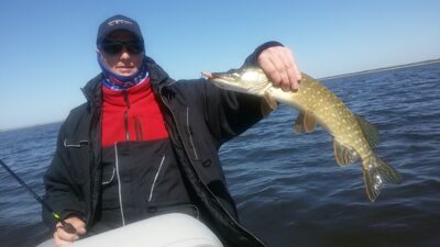 Lydeka, 1,5 kg
