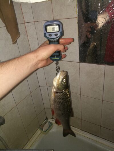 šapalas, 1,0 kg — Šešupė