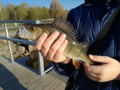 Ešerys, 0,4 kg — Talkša