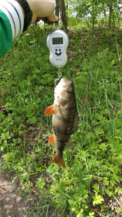 Ešerys, 0,6 kg — Neris
