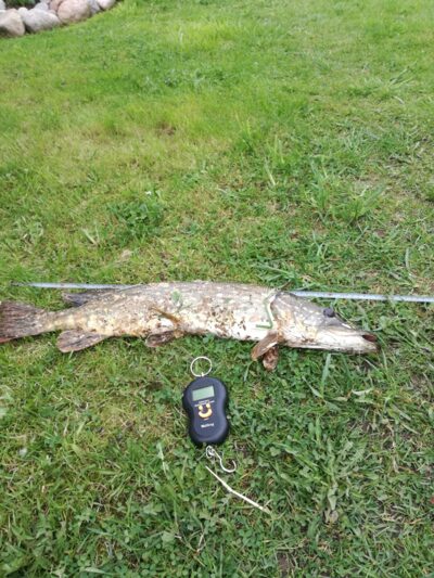 Lydeka, 2,1 kg