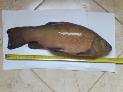 Lynas, 0,9 kg — Aunuvėnų