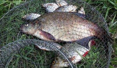Karšis, 1,0 kg