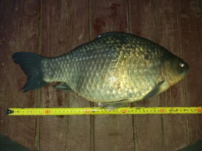 Auksinis karosas, 2,4 kg — Girdžių