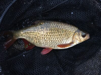 Paprastoji raudė, 0,3 kg