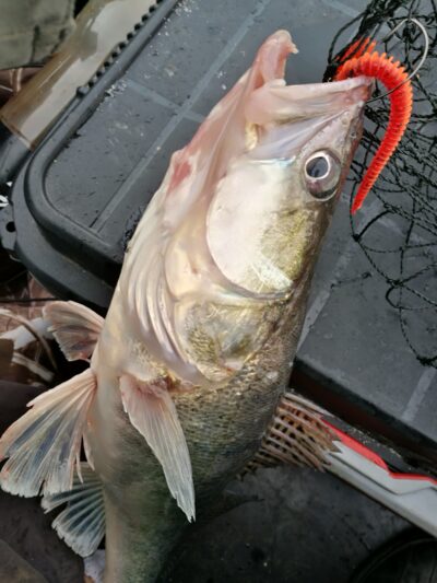 Starkis, 1,6 kg — Kuršių