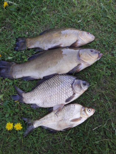 Lynas, 1,2 kg — Aunuvėnų